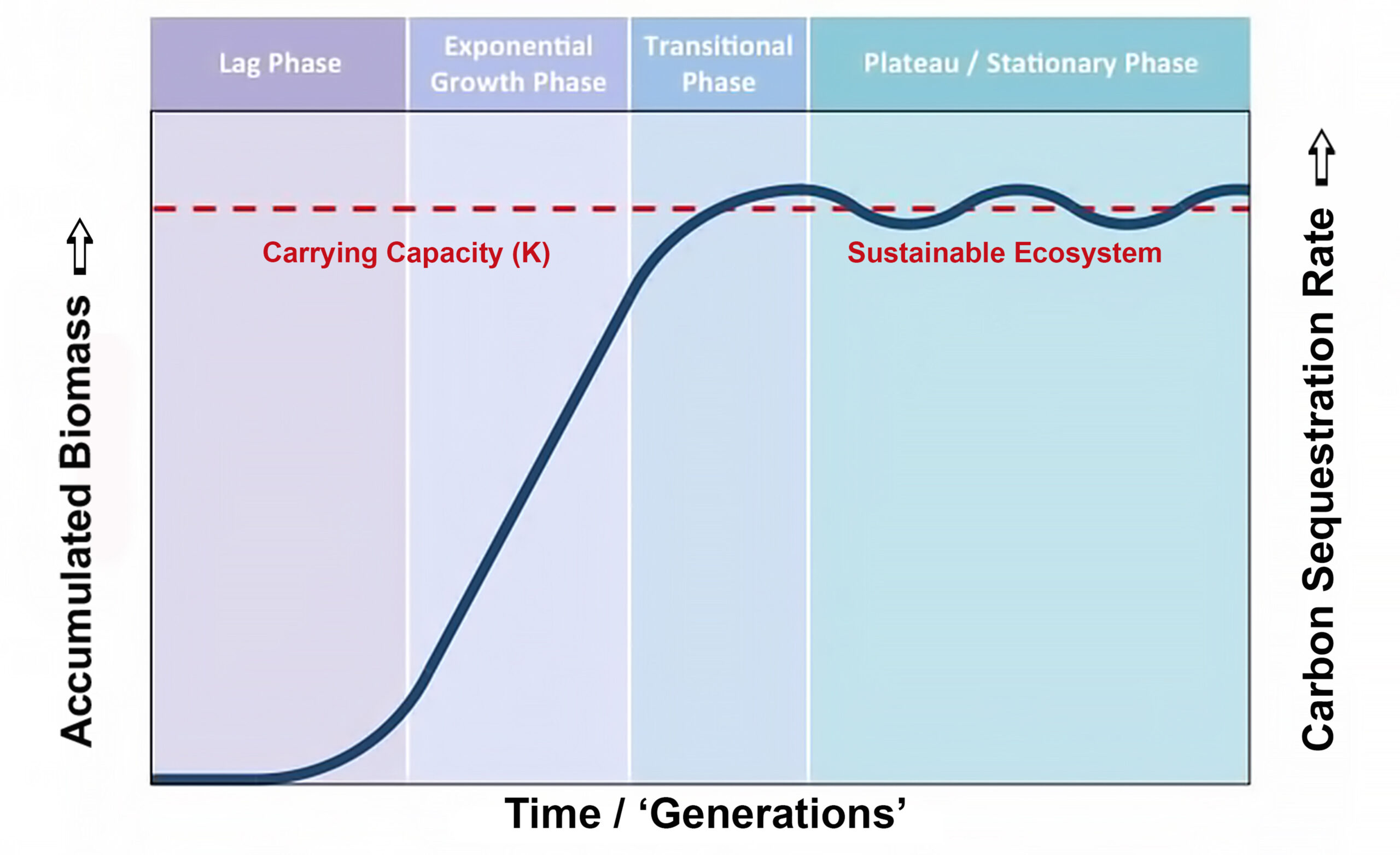 Source: modified from Bioninja  https://ib.bioninja.com.au/options/option-c-ecology-and-conser