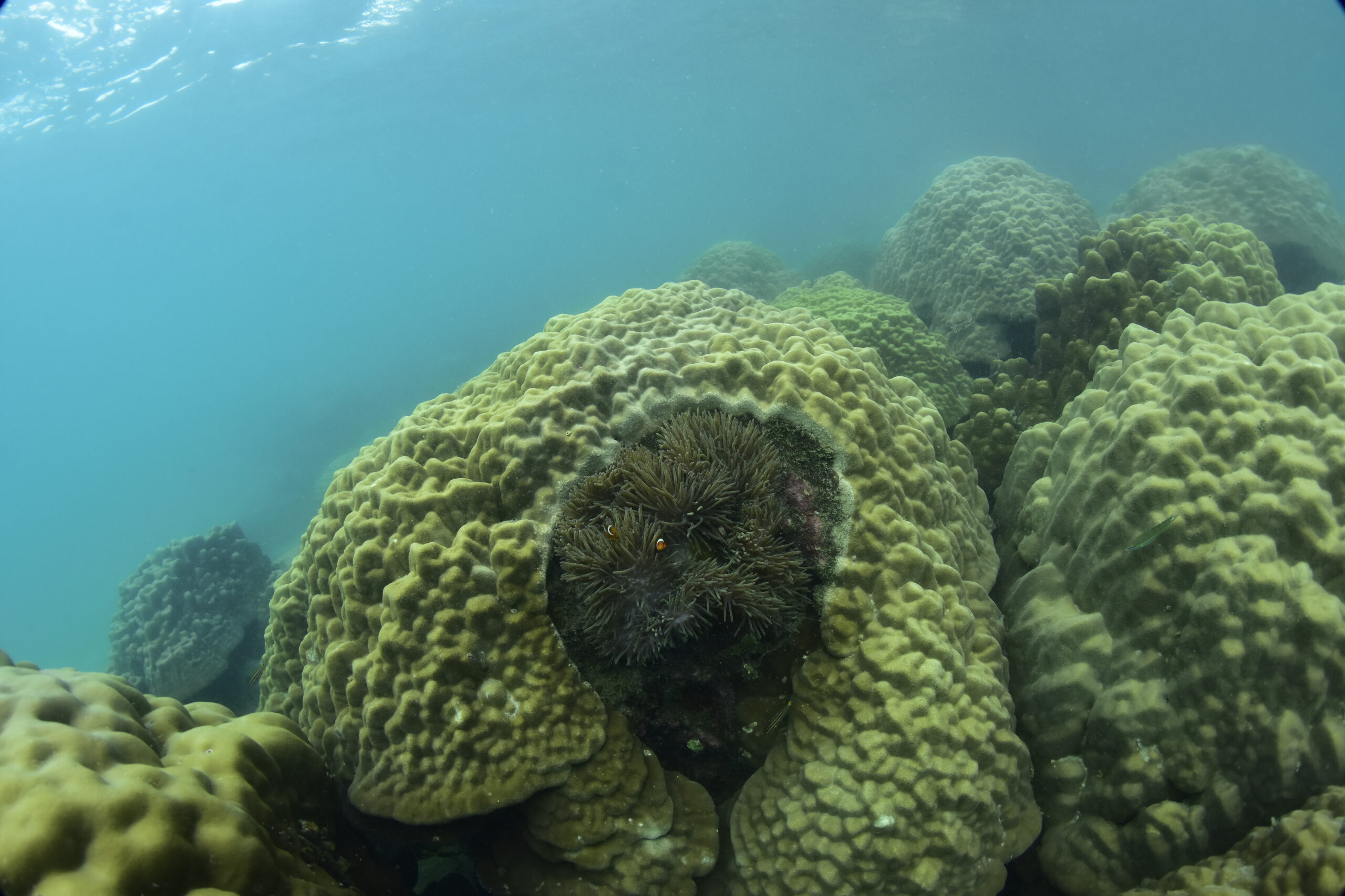 Massive Porites corals with a large anemone and resident Clown Fish (scaled)