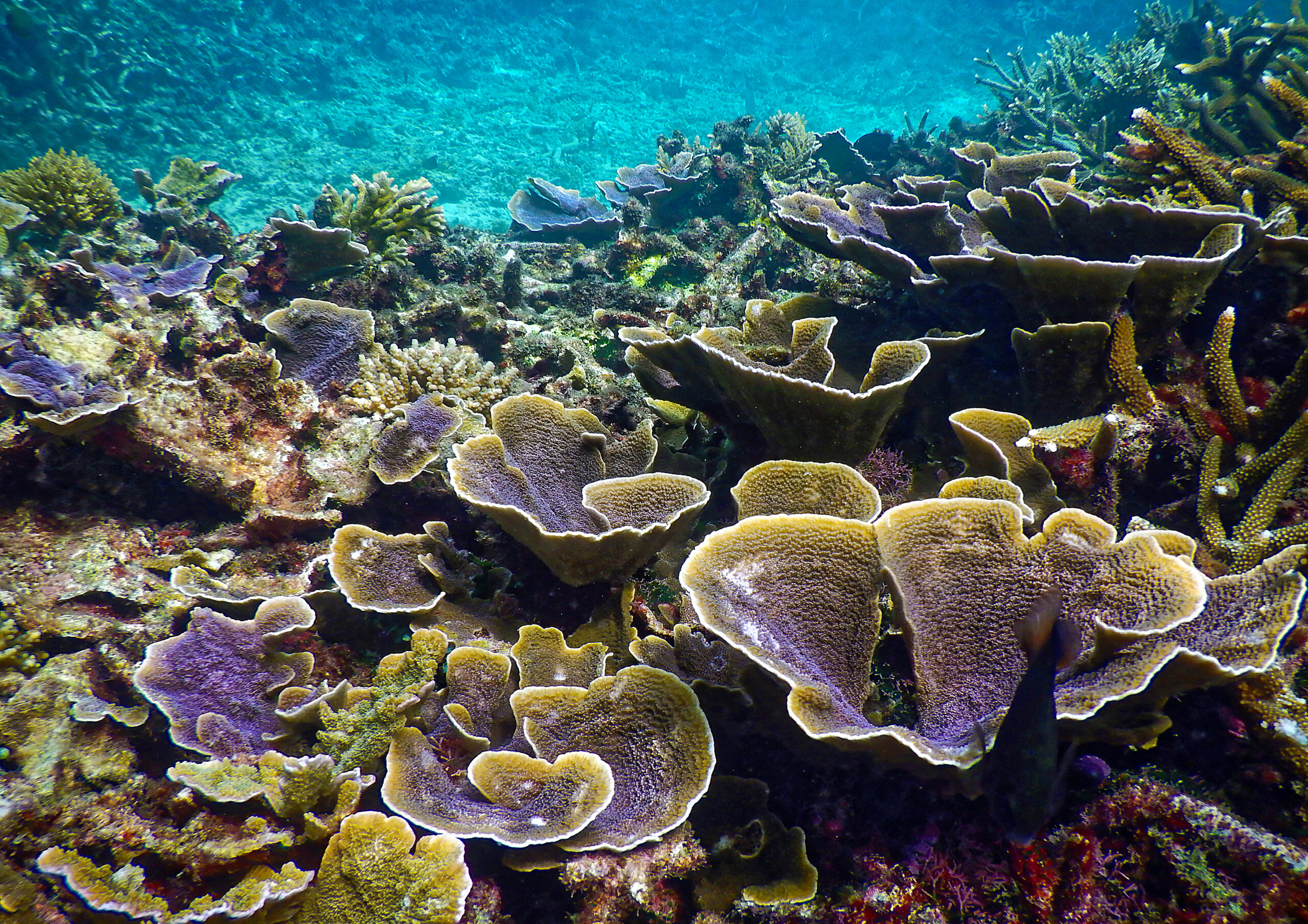 Montipora aequituberculata scene